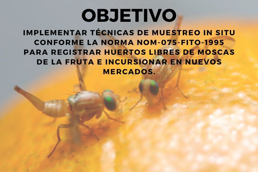 mosca de la fruta