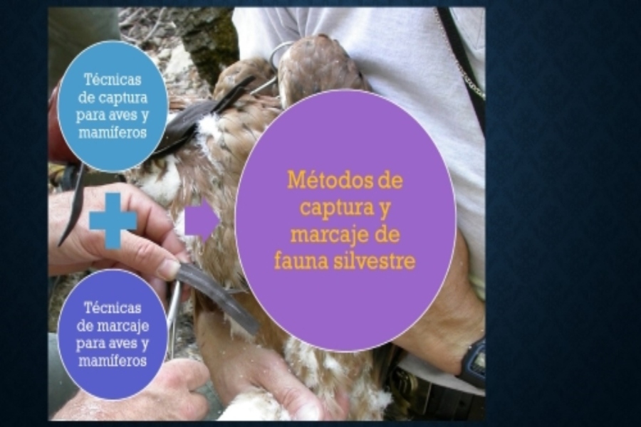 fauna silvestre
