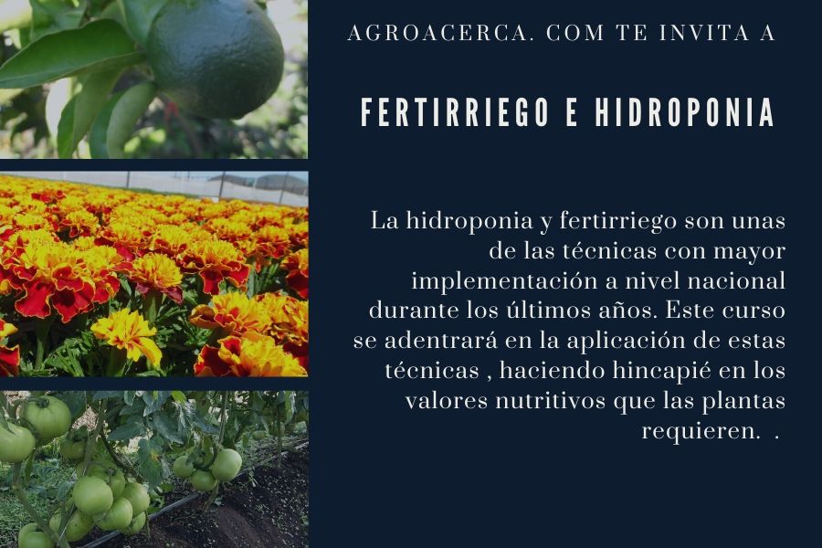 hidroponia