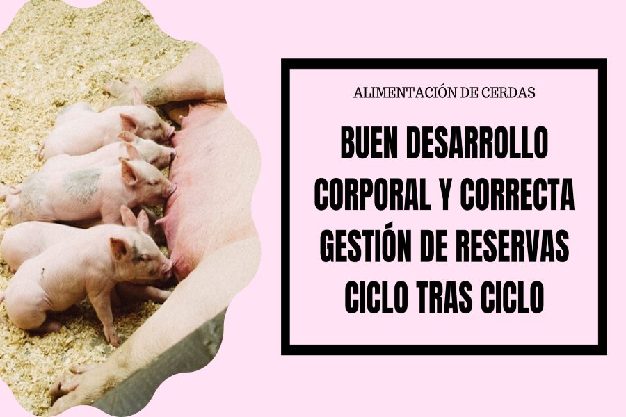 porcicultura