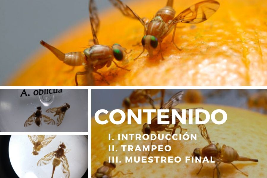 Díptera