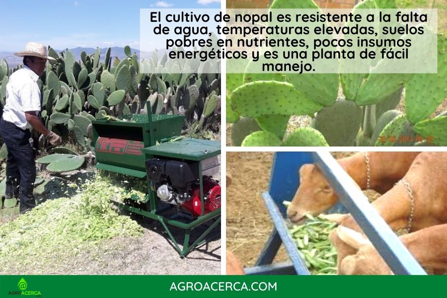 dieta