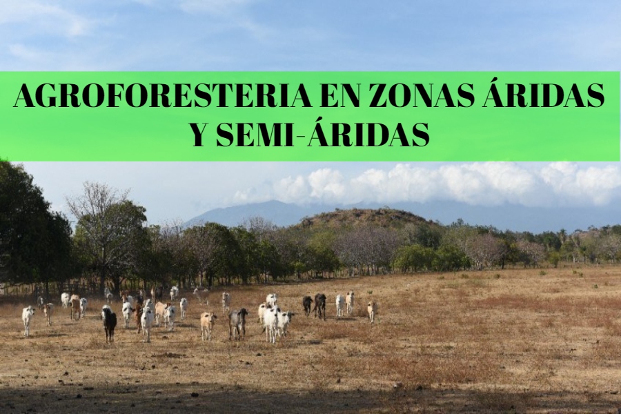 agroforesteria