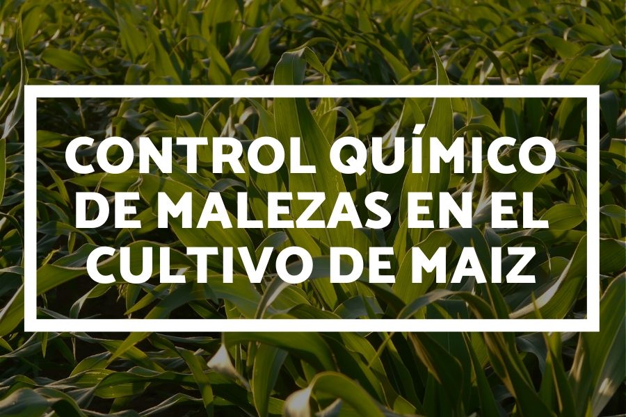 Planta