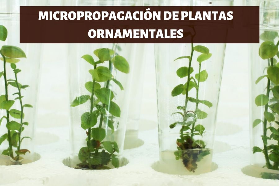 Planta