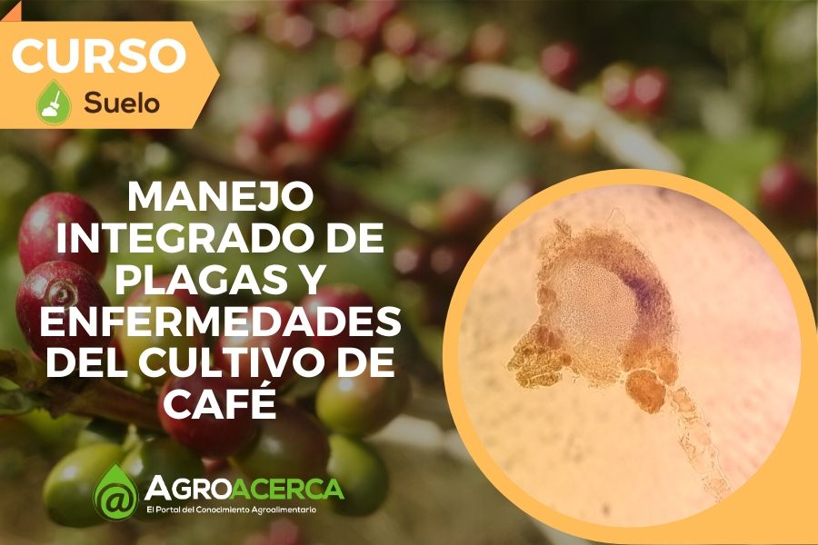 Planta