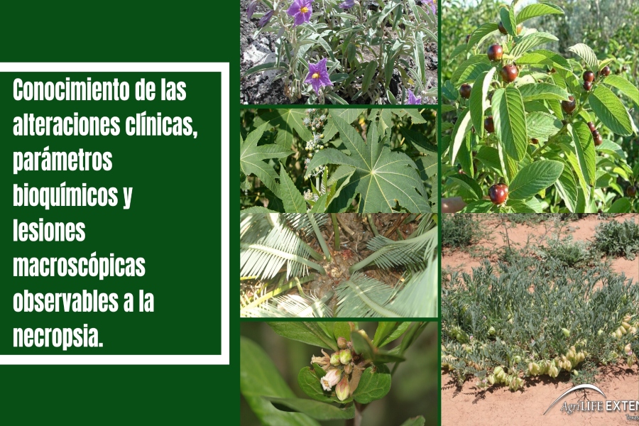 toxicidad