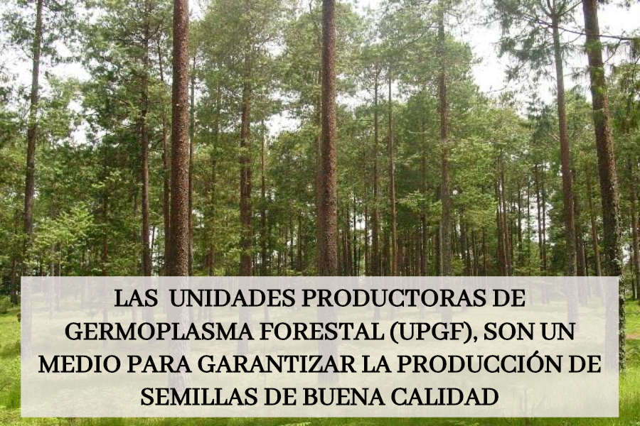 Forestal