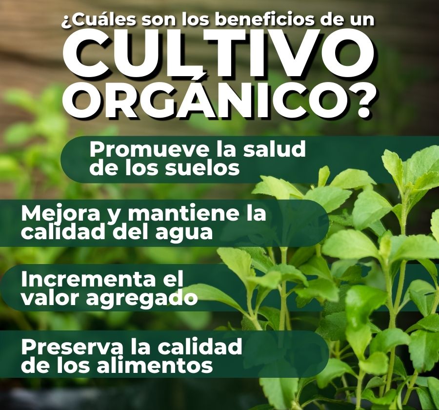 Transformación de Stevia