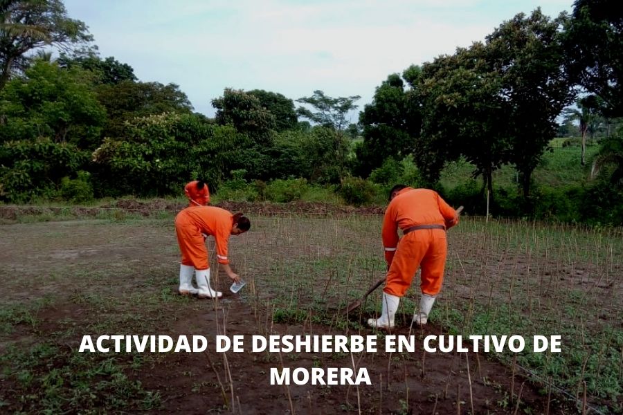 morera