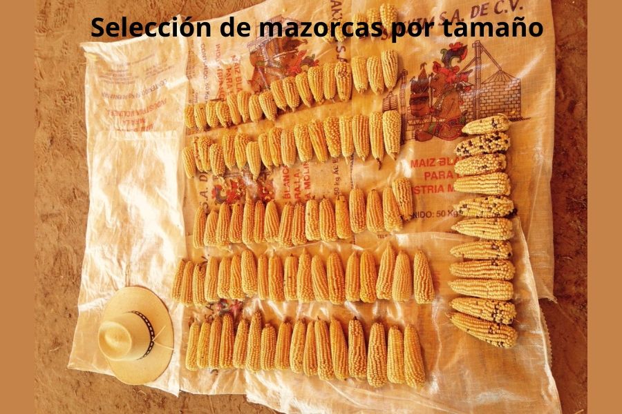 selección