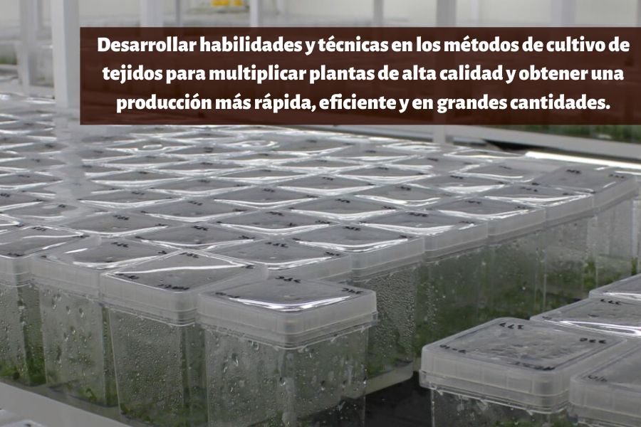 Micropropagación