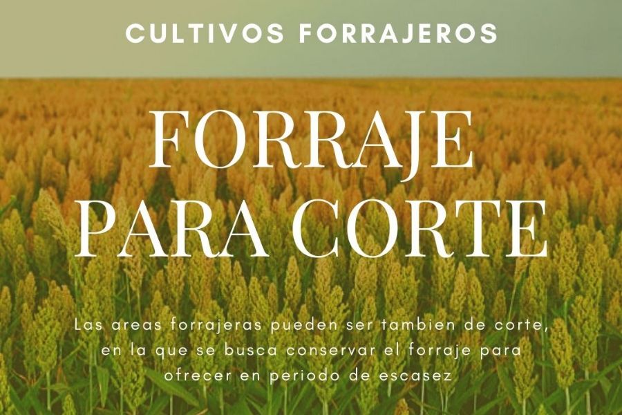 planta