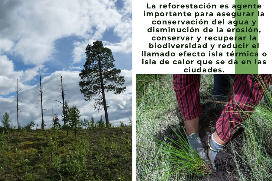 reforestación