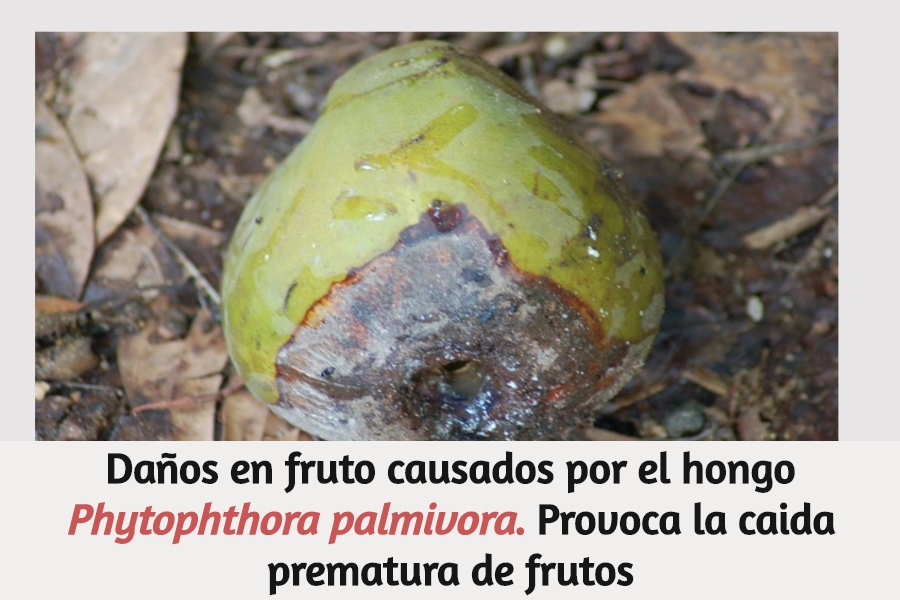 Cocotero