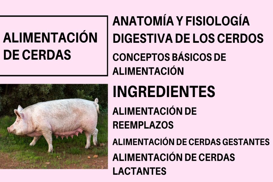 cerda