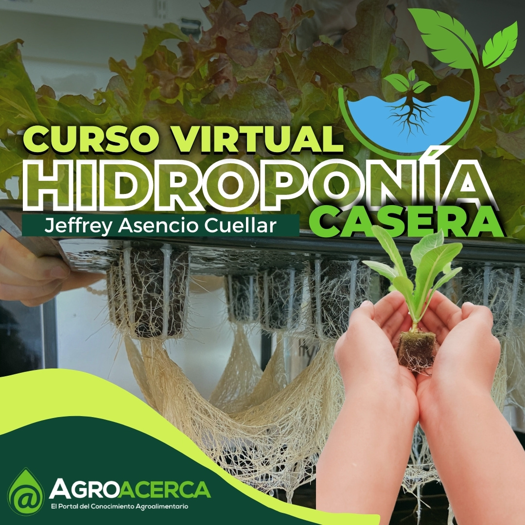 hidroponía