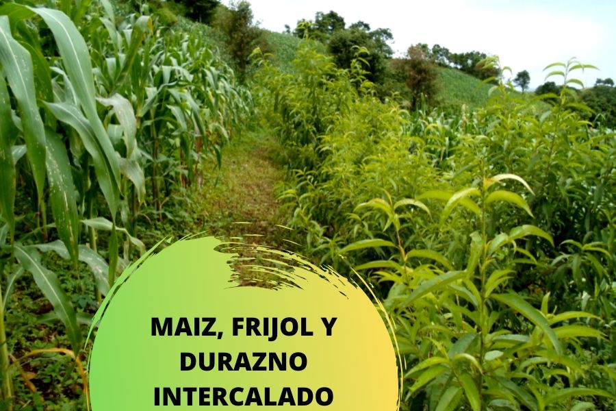 milpa intercalada