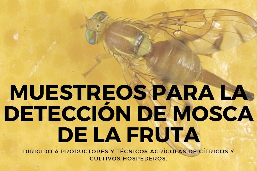 Planta