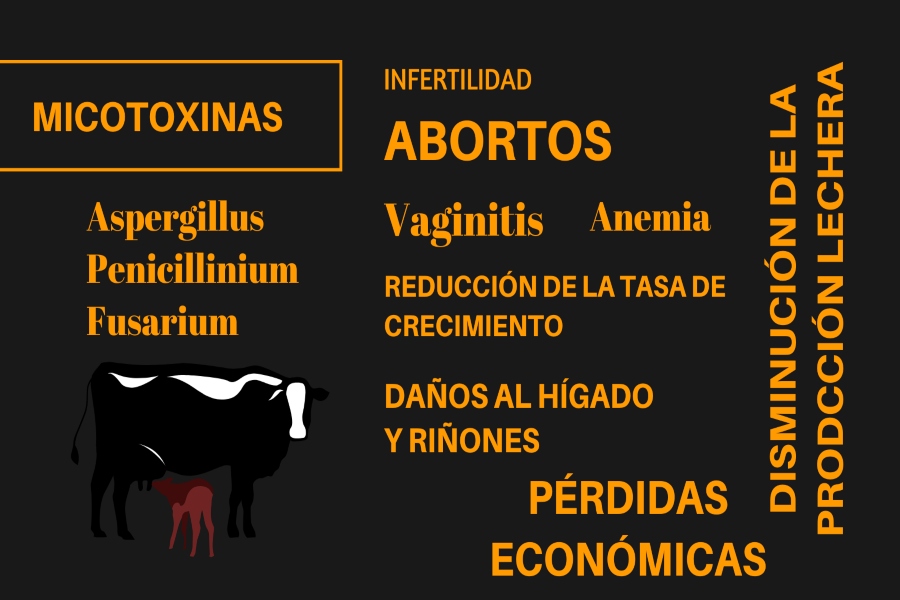 vaca
