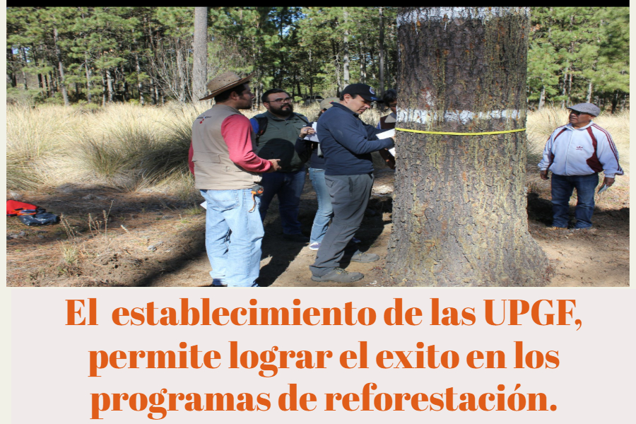 Bosque