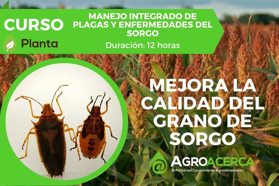 sorgo