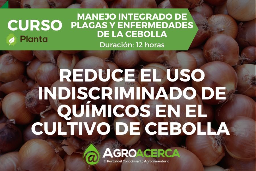 Planta