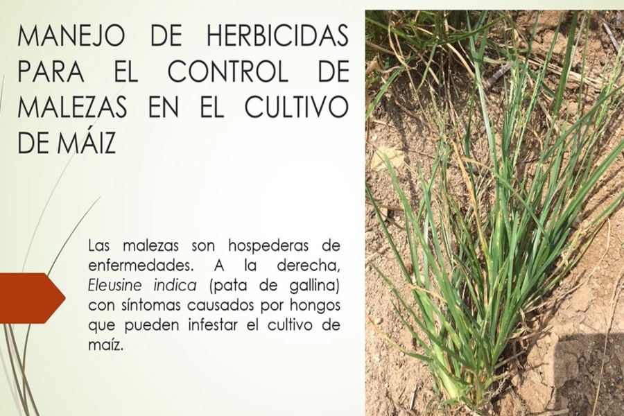 Planta
