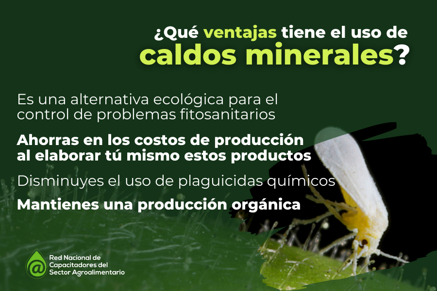 planta