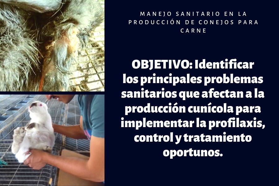 sanidad