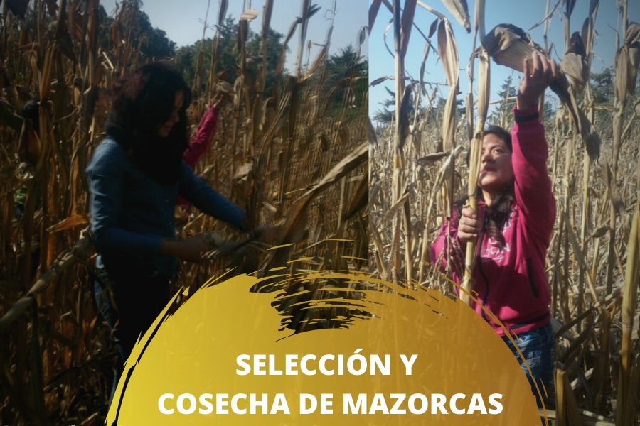 conservación