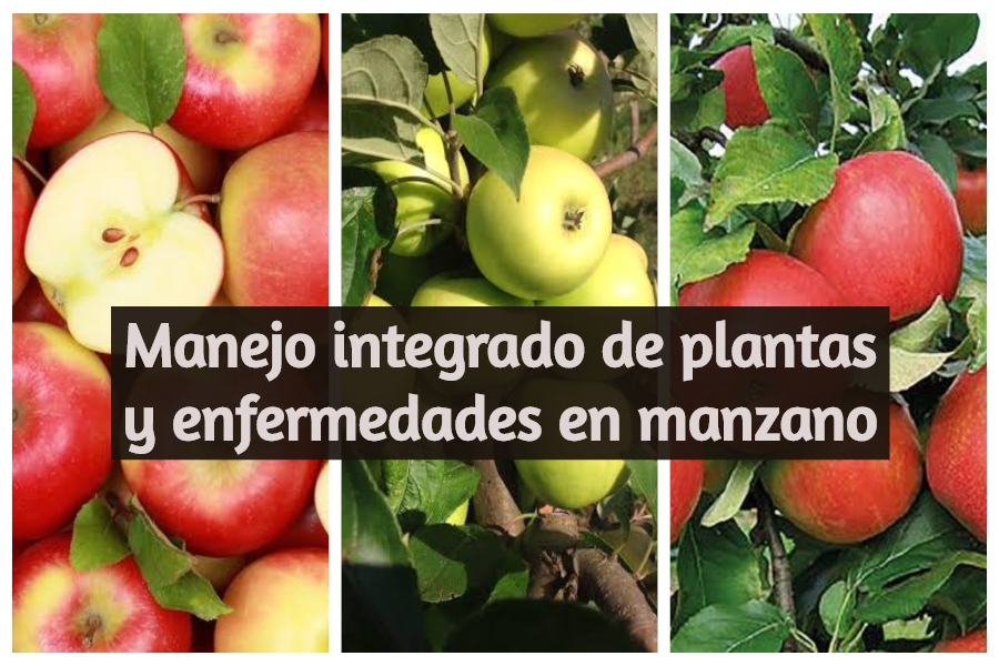 Planta