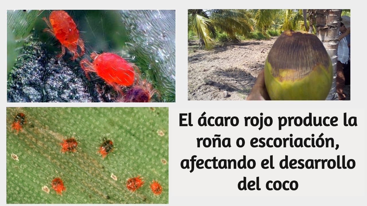 Manejo preventivo
