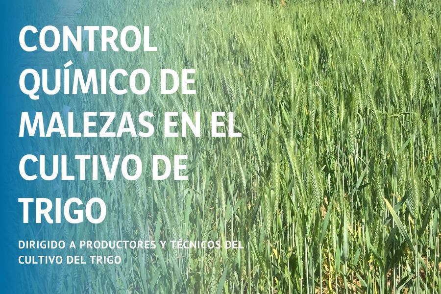 Trigo