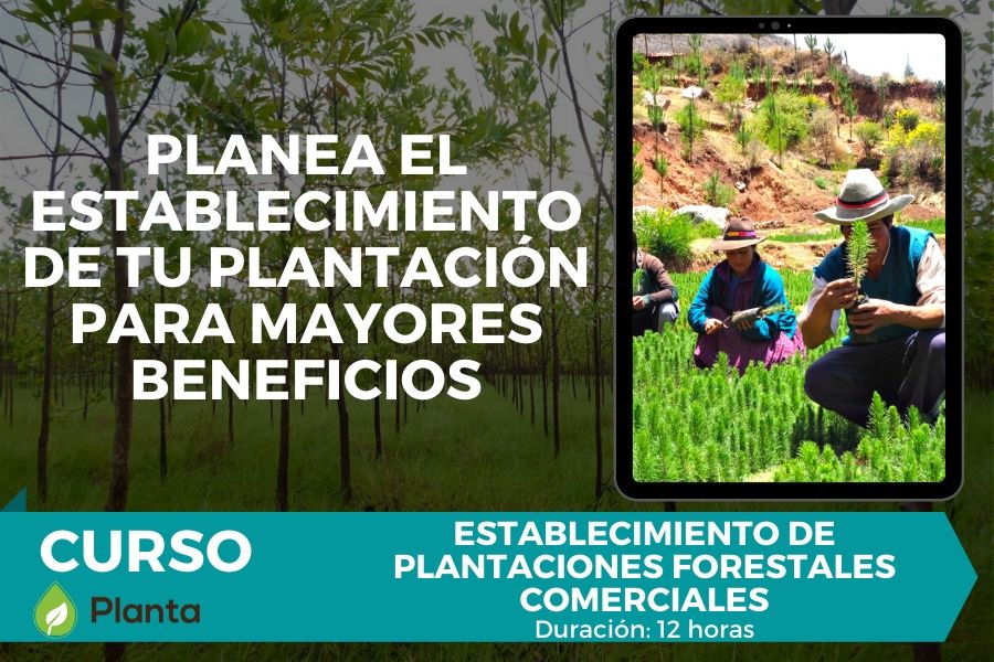 Planta