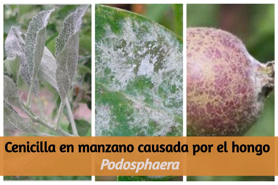 Epidemiologia