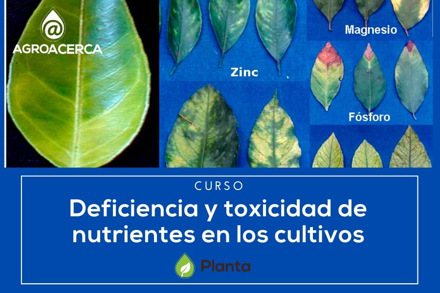 Planta