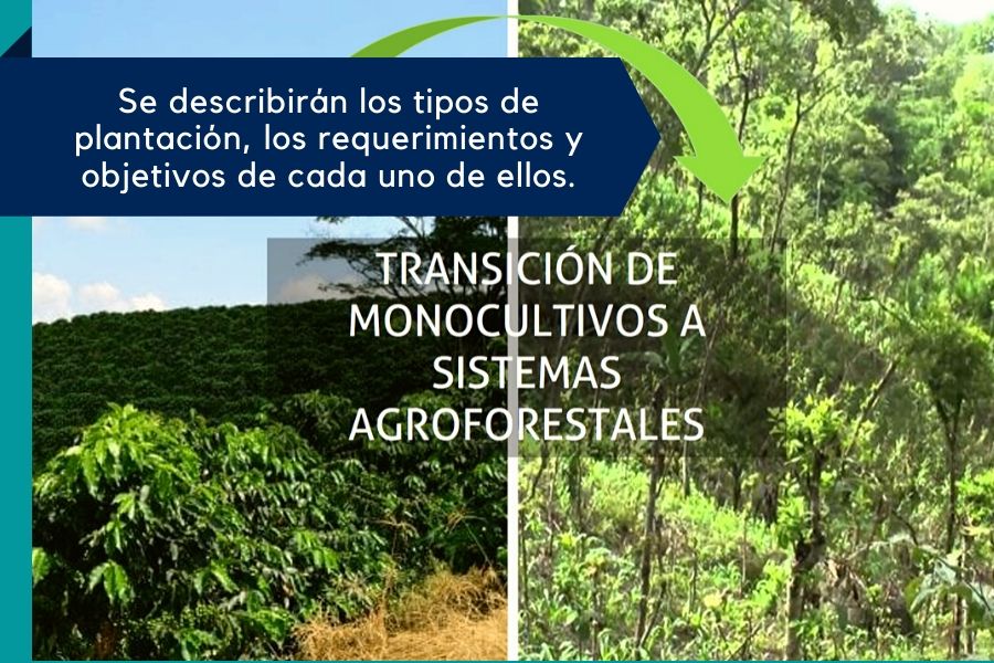 agroforesteria