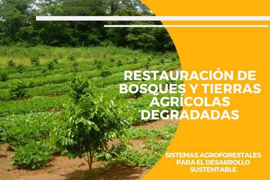 agroforestería