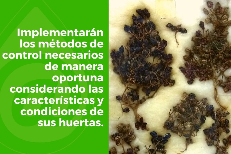 vitis