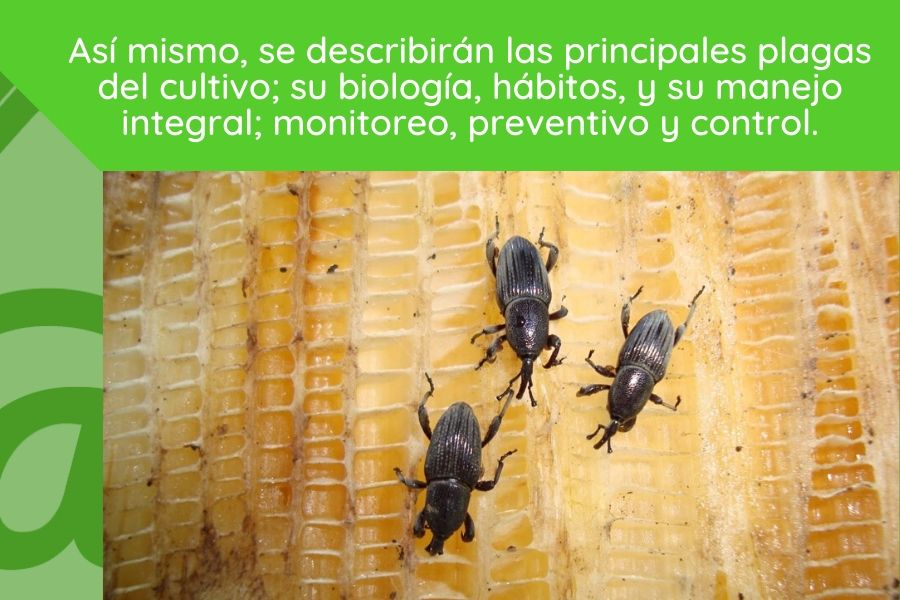 agroquímicos