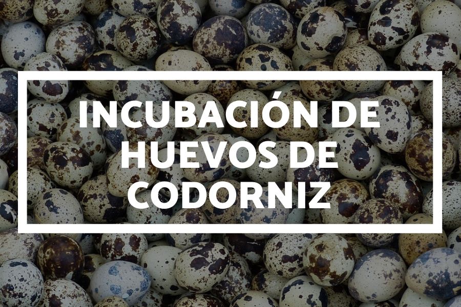 incubación