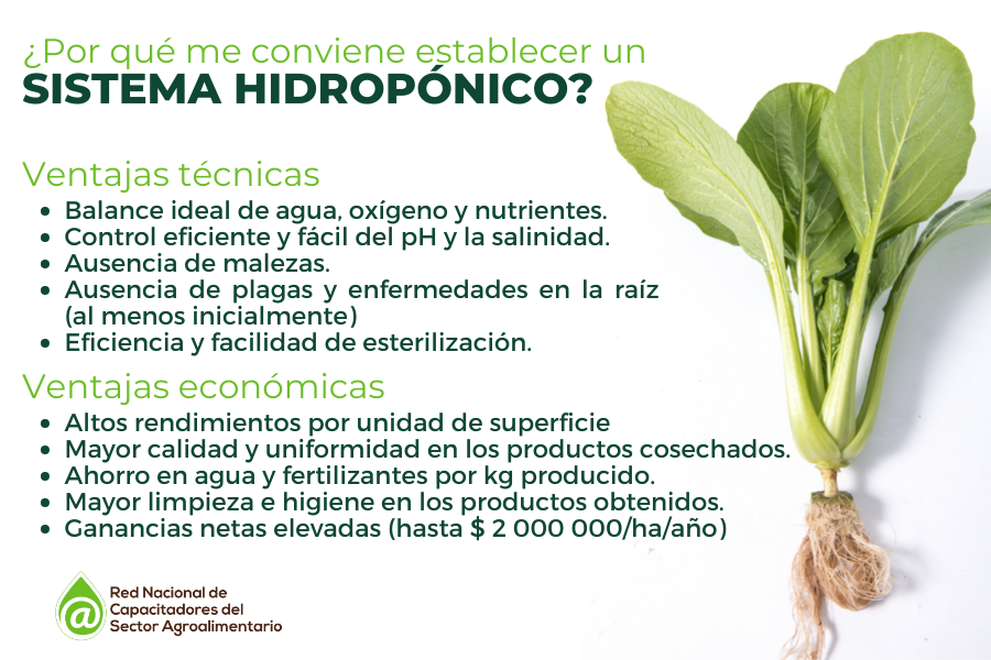 sistemas hidroponicos