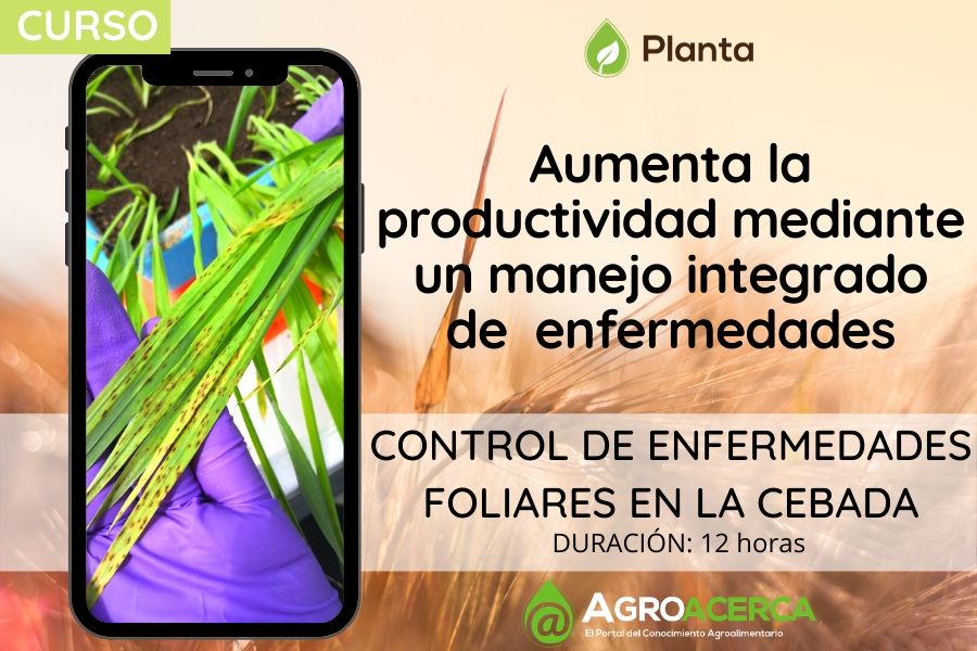 Planta