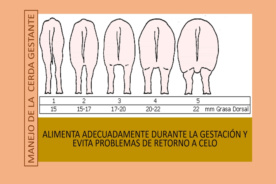 gestación