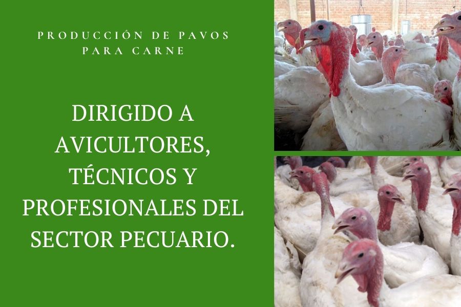 producción