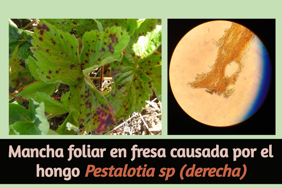 Parasitologia