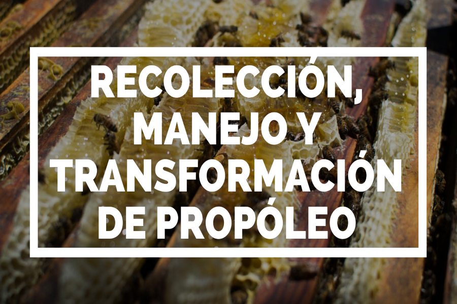 Transforma y procesa