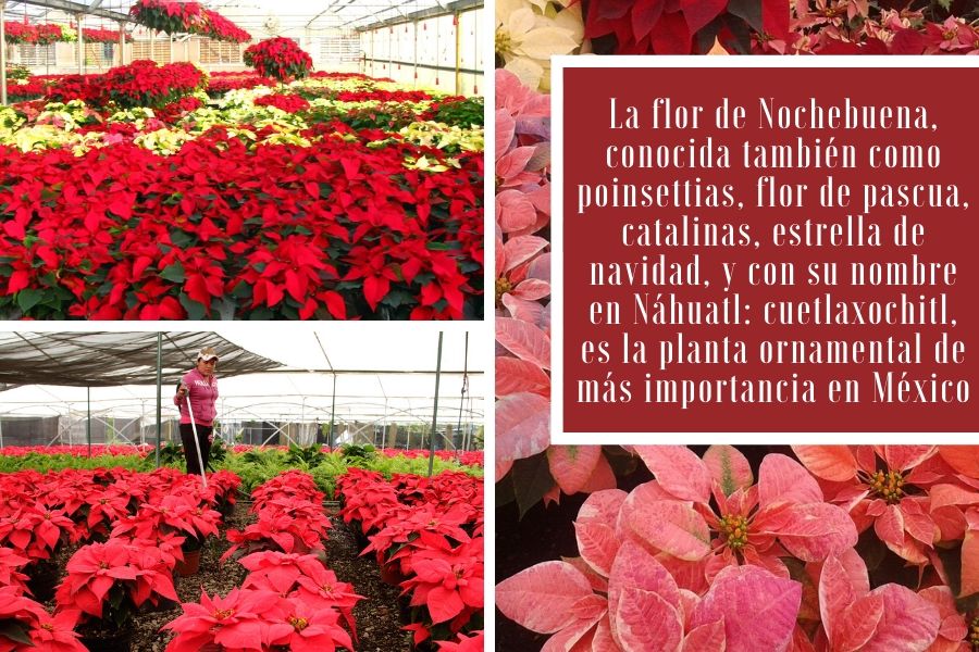 producción nochebuena
