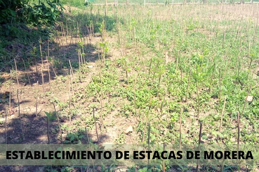 manejo
